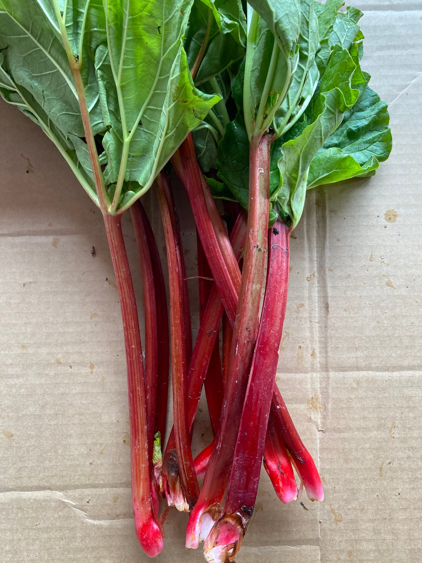 Bunch of rhubarb